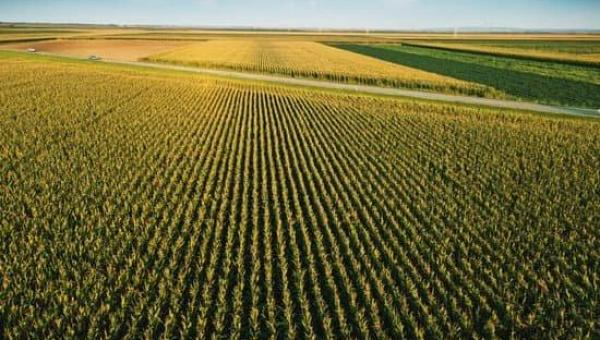 Angola precisa cultivar 500 mil hectares de milho para poder satisfazer as necessidades de consumo de milho e seus derivados.